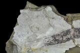 Rare, Pennsylvanian Fossil Cone & Bivalves - Kinney Quarry, NM #80434-2